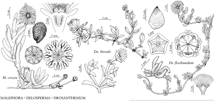 Drosanthemum floribundum (Aizoaceae)